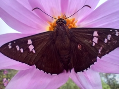 Apyrrothrix araxes araxes