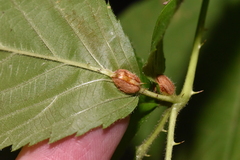 Neolasioptera farinosa