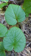 Aristolochia