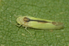Edwardsiana commissuralis