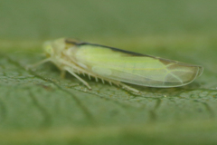 Edwardsiana commissuralis