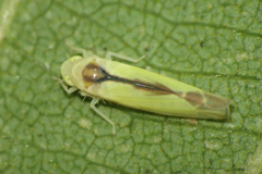 Edwardsiana commissuralis