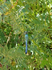 Erythemis simplicicollis