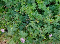 Geranium versicolor
