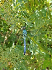 Erythemis simplicicollis