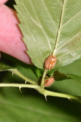 Neolasioptera farinosa