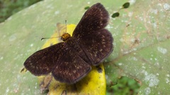 Carcharodini
