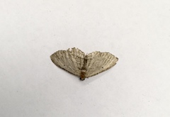 Scopula inductata