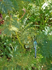 Erythemis simplicicollis