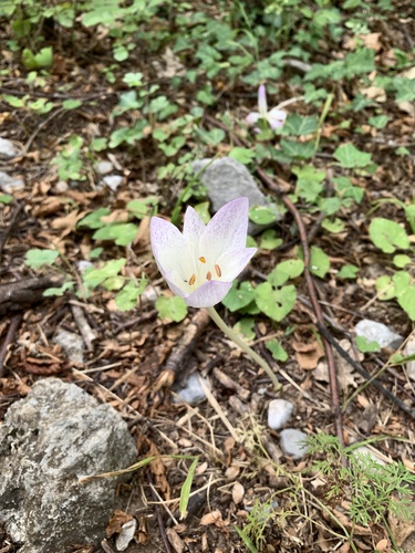 Colchicum haynaldii