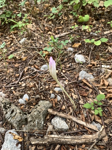 Colchicum haynaldii