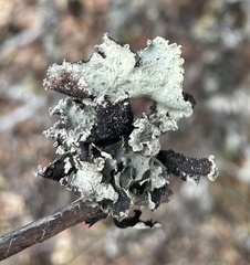 Platismatia wheeleri