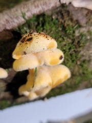 Phyllotopsis nidulans