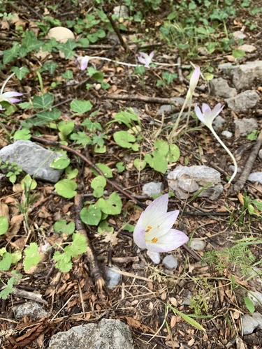 Colchicum haynaldii