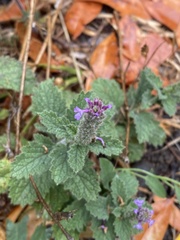 Verbena lasiostachys