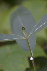 Asclepias syriaca