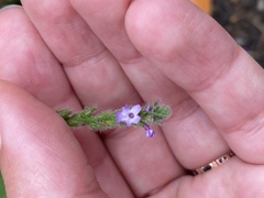 Verbena lasiostachys