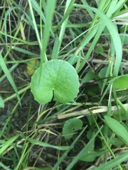 Centella
