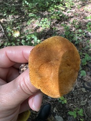 Gyroporus