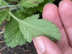 Verbena lasiostachys