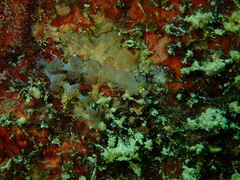 Pteraeolidia semperi