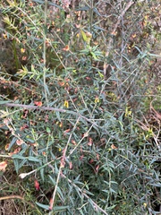Bossiaea cinerea