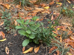 Verbena lasiostachys