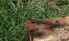 Tropidurus