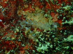 Pteraeolidia semperi