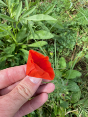 Papaver rhoeas