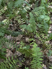 Homalosorus pycnocarpos