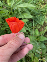 Papaver rhoeas