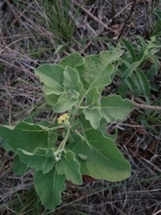 Physalis cinerascens