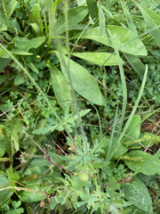 Papaver rhoeas