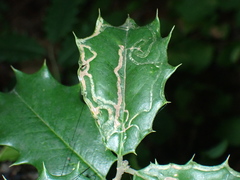 Phytomyza opacae