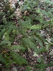 Homalosorus pycnocarpos