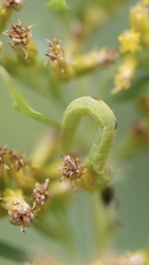 Synchlora