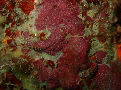 Lithothamnion