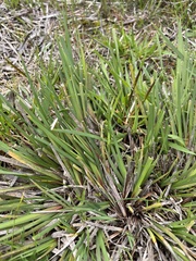 Patersonia occidentalis
