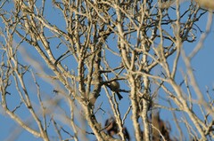 Psaltriparus minimus