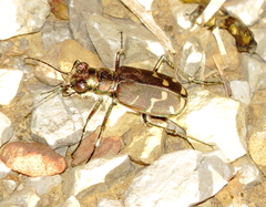 Cicindela tranquebarica