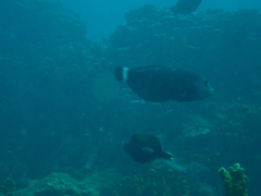Novaculichthys taeniourus