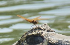 Perithemis tenera