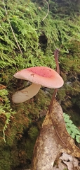 Russula rhodocephala