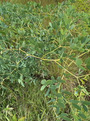Baptisia alba