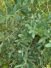 Baptisia alba