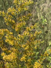 Solidago odora