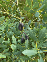 Baptisia alba