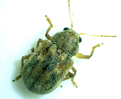 Demotina modesta