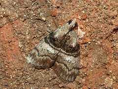 Pococera asperatella